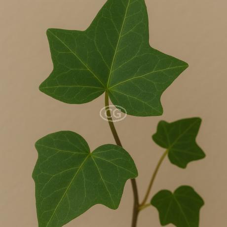 Hedera helix 'English' | English Ivy | {flat of 18 Pots - 3 1/4 in.} -  Classy Groundcovers