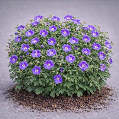 Geranium Rozanne | Hardy Geranium | {2-Gallon pot} - Classy Groundcovers
