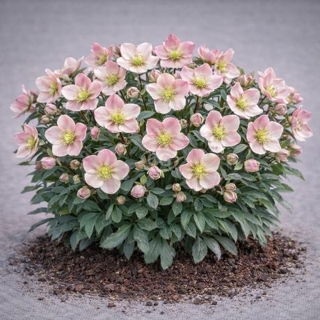 Helleborus xnigercors 'Winter Magic Candy Love' | Lenten Rose
