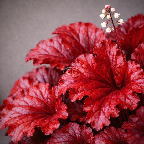 Classy Groundcovers Coral Bells - Thumbnail 2