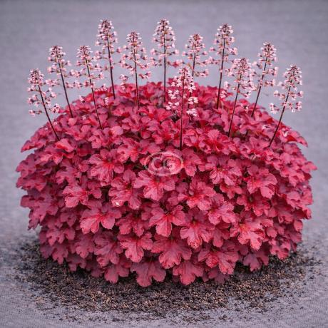 Classy Groundcovers Coral Bells