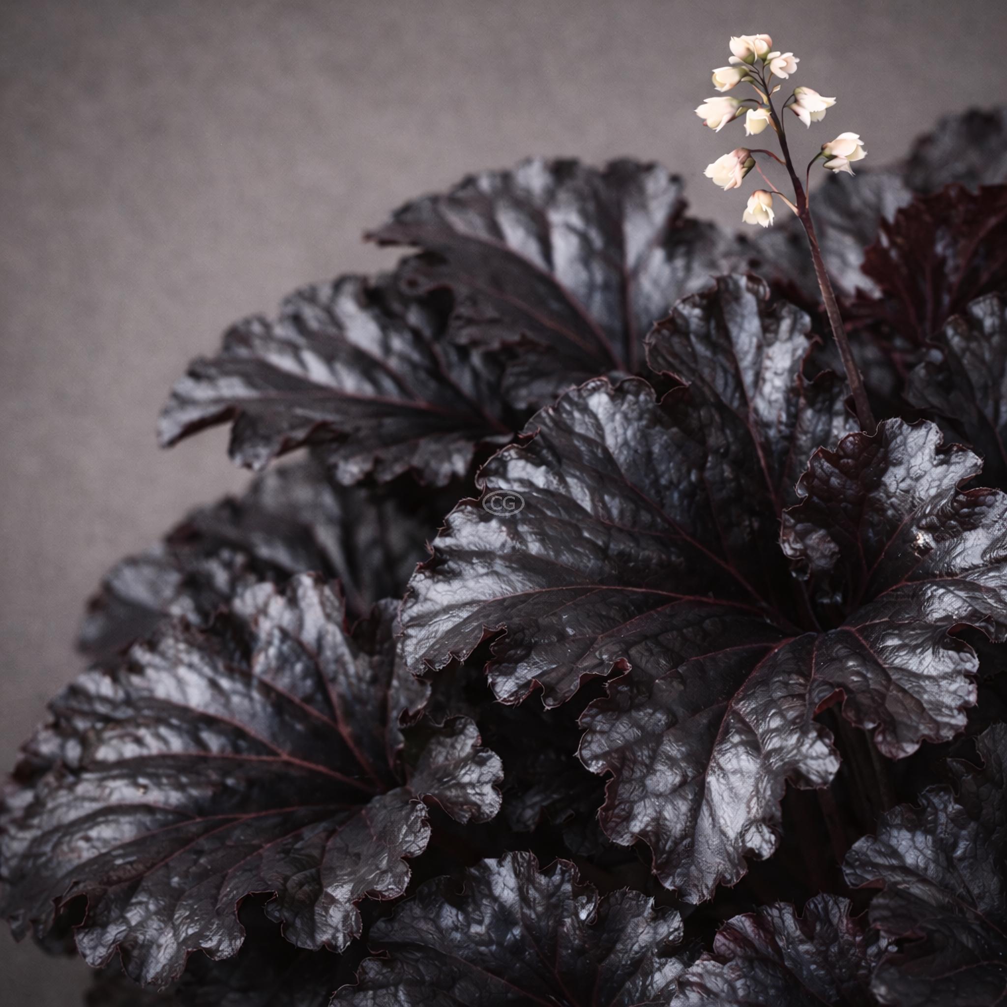 Heuchera Obsidian Coral Bells Obsidian 1 Gallon Pot Classy 