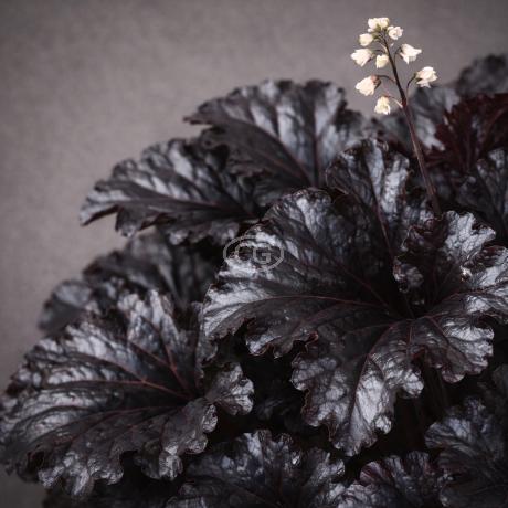 Coral Bells 'Obsidian'