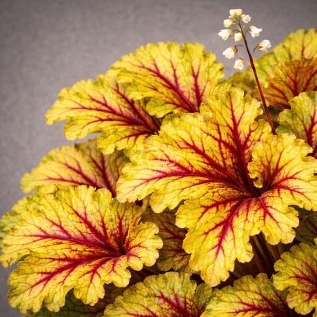 Heuchera 'Red Lightning' | Coral Bells 'Red Lightning' | {tray of