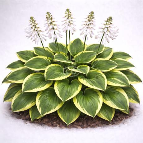 Plantain Lily 'So Sweet' {tray of 38 cells}
