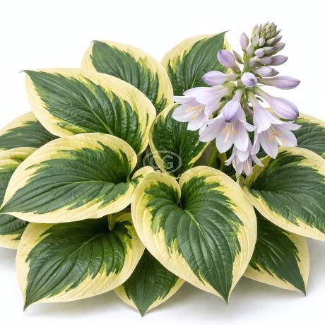 Hosta 'Wide Brim' | Hosta 'Wide Brim' | {1-Gallon pot} - Classy Groundcovers