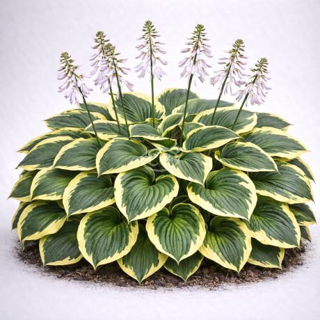 Hosta 'Wide Brim' | Hosta 'Wide Brim' | {1-Gallon pot} - Classy Groundcovers