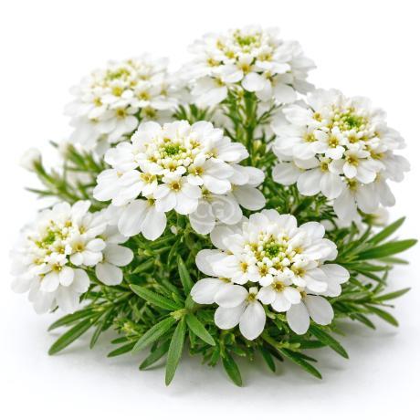 Iberis amara 'Summer Snowdrift' | Candytuft 'Summer Snowdrift' | {tray of  72 cells} - Classy Groundcovers