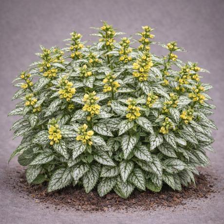 Lamium galeobdolon 'Herman's Pride' | Yellow Archangel 'Herman's