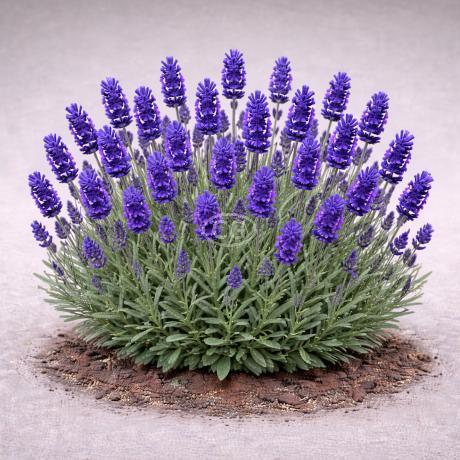 Lavandula angustifolia 'Big Time Blue' | Lavender 'Big Time Blue' | {tray  of 72 cells} - Classy Groundcovers
