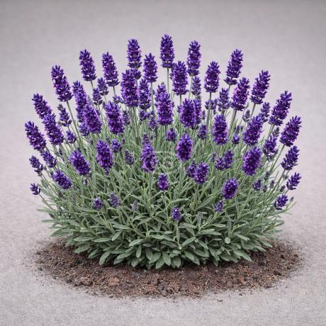 Lavandula angustifolia 'Hidcote' | Lavender 'Hidcote' | {1-Gallon pot} -  Classy Groundcovers