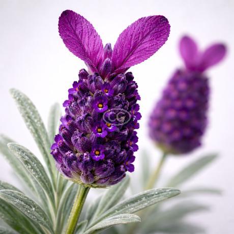 Lavandula stoechas 'Otto Quast' | Lavender 'Otto Quast' | {tray of