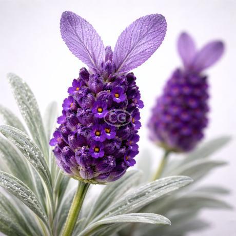 spider monkey plant Plant Animal - Spider Monkey | Another Studio