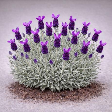 Lavandula stoechas 'Silver Anouk' | Lavender 'Silver Anouk' | {tray of 72  cells} - Classy Groundcovers