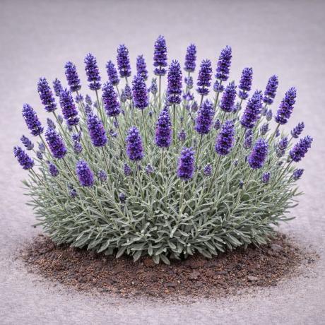 Lavandula x intermedia 'Phenomenal' | Lavender 'Phenomenal' | {1-Gallon  pot} - Classy Groundcovers