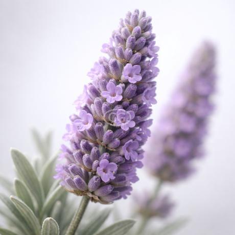 Lavandula xintermedia 'Provence' | Lavender 'Provence' | {tray of