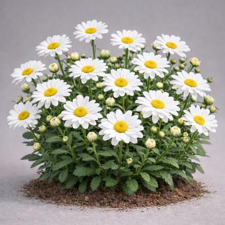 Leucanthemum xsuperbum 'Snow Lady' | Shasta Daisy 'Snow Lady