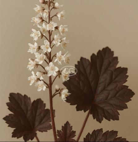 Classy Groundcovers Coral Bells