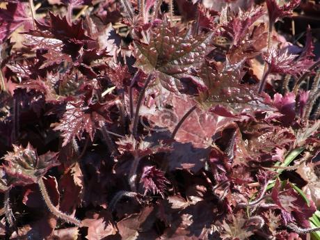 Classy Groundcovers Coral Bells - Thumbnail 2