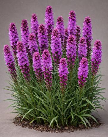 Liatris spicata 'Kobold' | Kansas Gayfeather 'Kobold' | {tray of