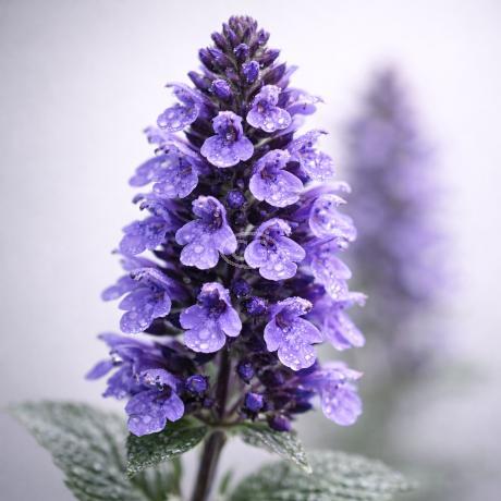 Catmint 'Purrsian Blue' - Thumbnail 2
