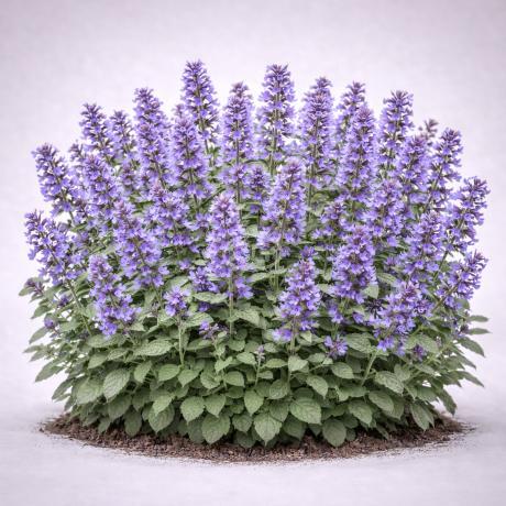Catmint 'Purrsian Blue'