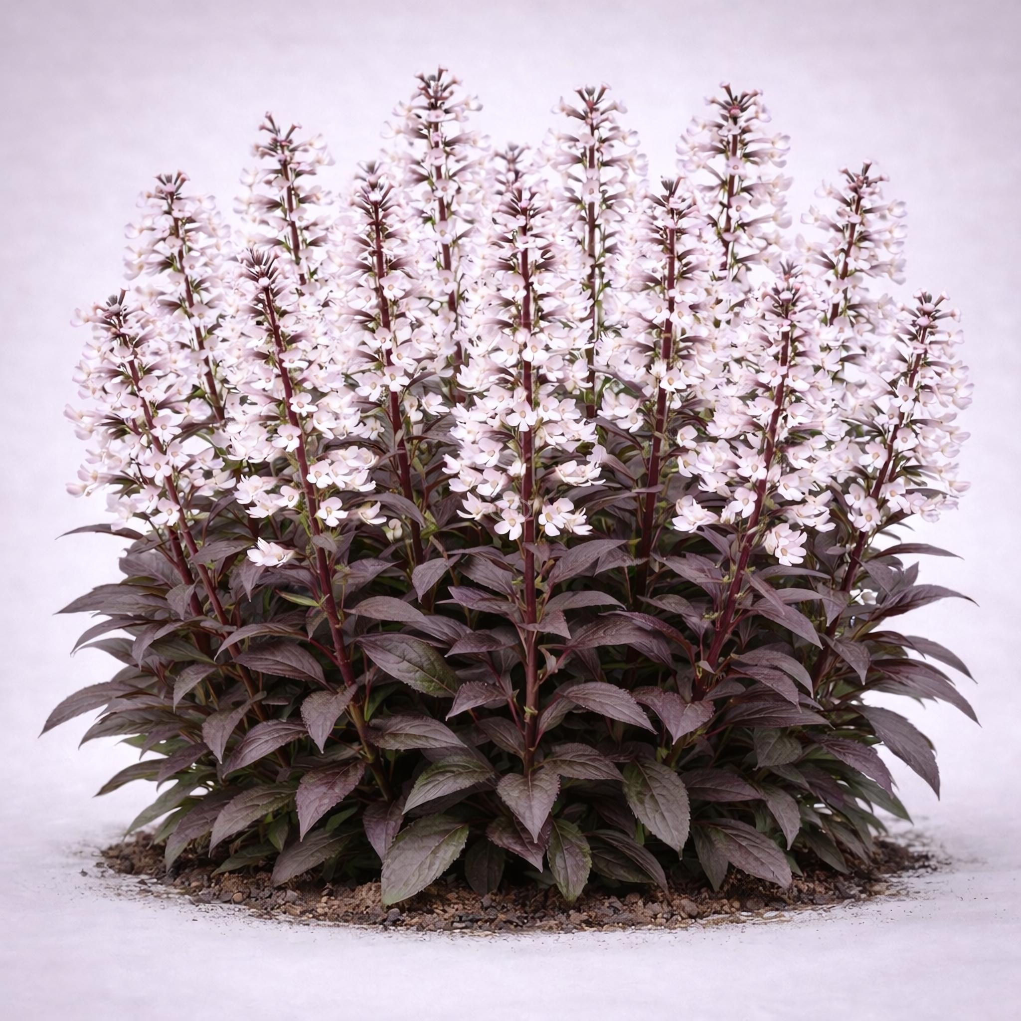 Penstemon digitalis 'Husker Red' | Beard Tongue 'Husker Red' | {1
