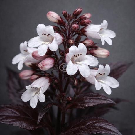 Penstemon digitalis 'Husker Red' | Beard Tongue 'Husker Red' | {1