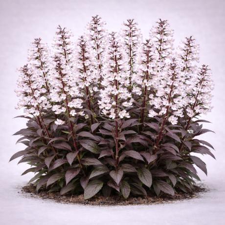 Penstemon digitalis \u0027Husker Red\u0027 | Beard Tongue \u0027Husker Red\u0027 | {1-Gallon pot} - Classy Groundcovers