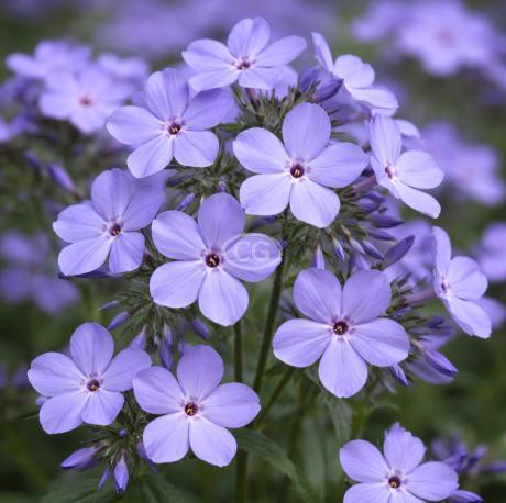 Phlox divaricata 'Blue Moon' | Woodland Phlox 'Blue Moon' | {1-Gallon pot}  - Classy Groundcovers