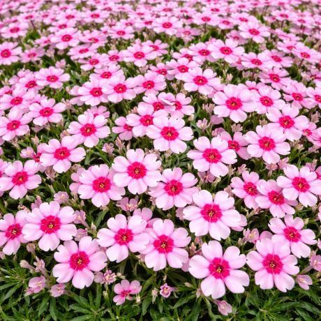 Phlox subulata 'Eye Caramba' | Moss Phlox 'Eye Caramba' | {tray of