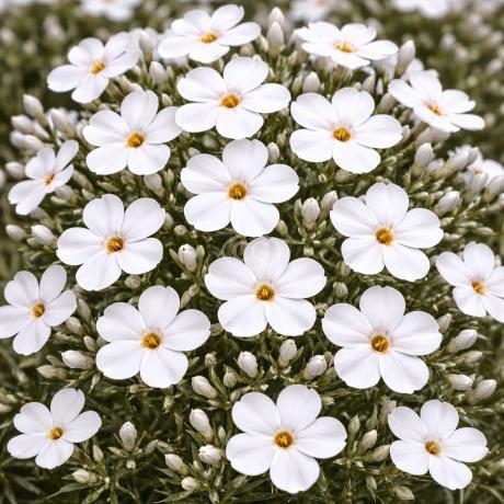 Phlox subulata 'Spring White' | Moss Phlox 'Spring White' | {tray