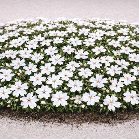 Phlox subulata 'Spring White' | Moss Phlox 'Spring White' | {tray