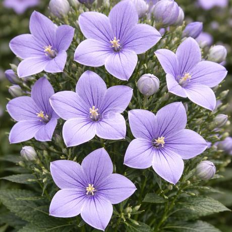 Platycodon grandiflorus 'Astra Blue' | Balloon Flower 'Astra Blue' |  {2-Gallon pot} - Classy Groundcovers
