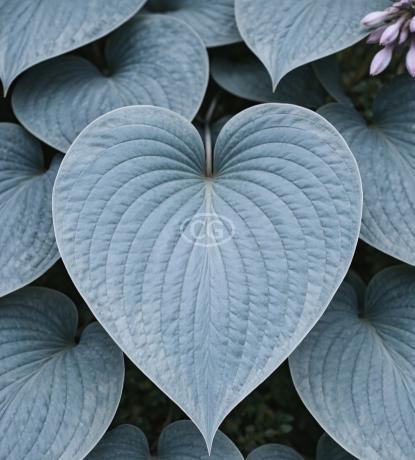 Hosta 'Halcyon' | Hosta tardiana 'Halcyon' | {1-Gallon pot} - Classy  Groundcovers