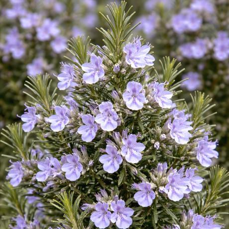 Rosmarinus officinalis 'Hill Hardy' | Rosemary 'Hill Hardy
