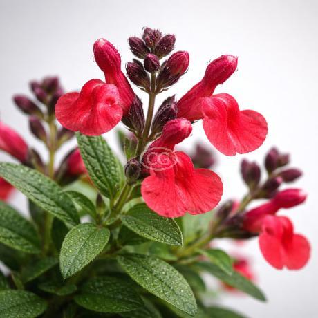 サージ マルジス SERGE MARJISSE『赤い花』 Salvia greggii 'Mirage Cherry Red' | Autumn Sage MIRAGE® 'Cherry