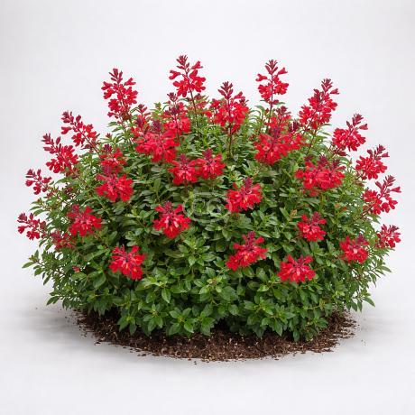 Salvia greggii 'Mirage Cherry Red' | Autumn Sage MIRAGE® 'Cherry