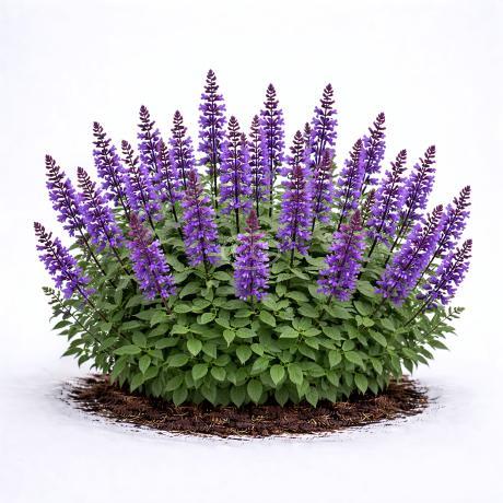 Salvia nemorosa 'Marcus' | Meadow Sage 'Marcus' | {tray of 72 cells} -  Classy Groundcovers