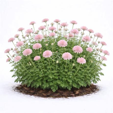 Scabiosa columbaria 'Pink Mist' | Pincushion Flower 'Pink Mist' | {tray of  72 cells} - Classy Groundcovers