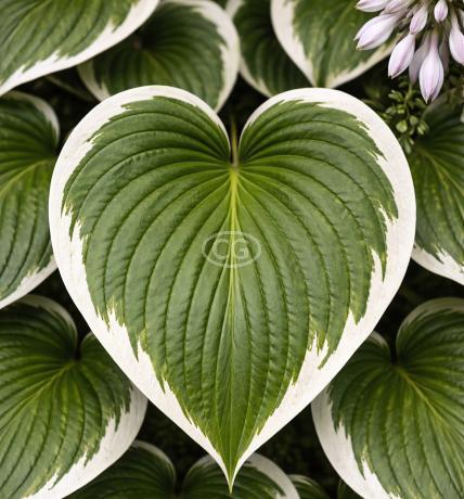 indoor plants money plant Golden Money Plant With Self Watering Pot main image 0