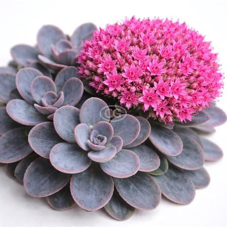 variety of succulent Rainbow Succulent Bundle - 6 Colorful Live Succulents/Cuttings - Variety  May Vary