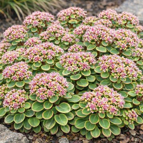 Sedum 'Sunsparkler Lime Zinger' | Stonecrop SUNSPARKLER® 'Lime