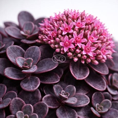 Sunsparkler Stonecrop - Thumbnail 4