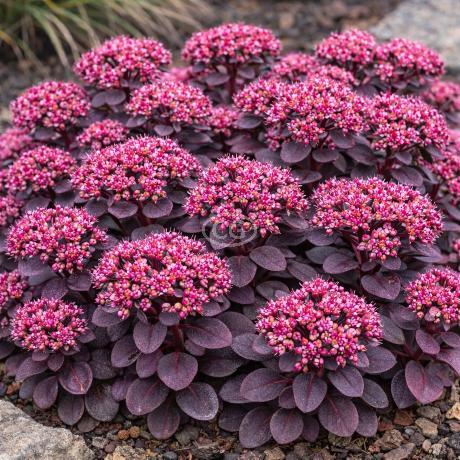 Sunsparkler Stonecrop