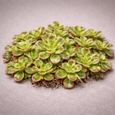 Sedum tetractinum 'Coral Reef' | Chinese Stonecrop 'Coral Reef' | {tray of  72 cells} - Classy Groundcovers