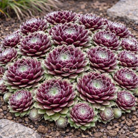 Sempervivum 'Black' | Hens And Chicks 'Black' | {1-Gallon pot} - Classy  Groundcovers