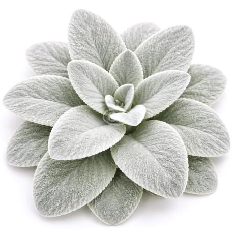 Stachys byzantina 'Silver Carpet' | Lamb's Ear, Betony 'Silver