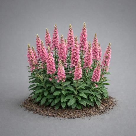 Veronica spicata 'Pink Candles' | Speedwell 'Pink Candles' | {tray