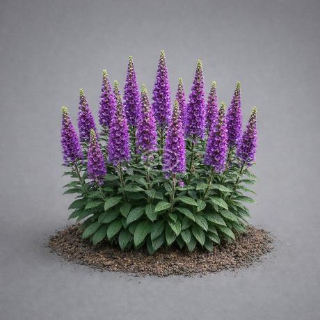 Veronica spicata 'Purplegum Candles' | Speedwell 'Purplegum